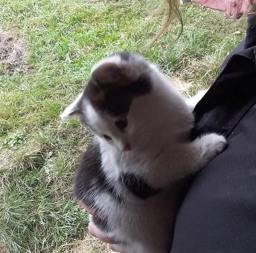 Erlebnishof Schiman * Kirchbach (Carinthia)